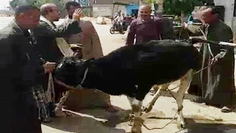 بي العرب بـالمنوفية