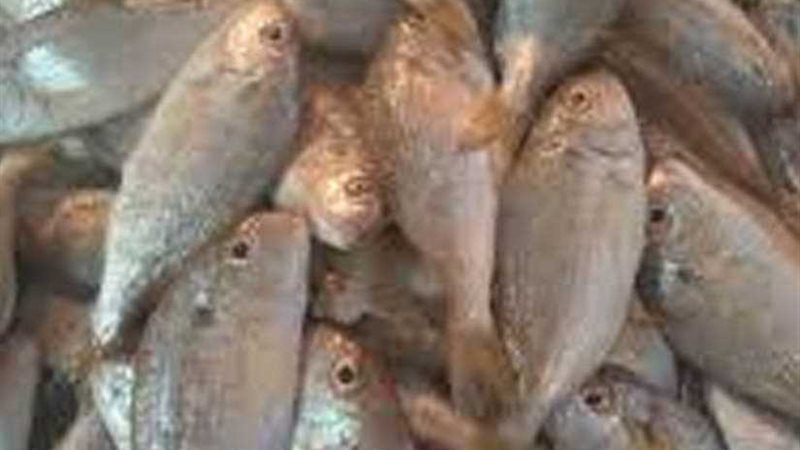 الزراعة: ضبط 12 طن