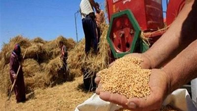 توريد 2740 طن قمح لصوامع الدقهلية