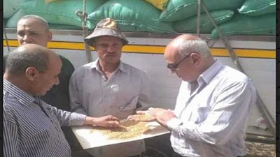 البحيرة تبدأ موسم حصاد الذهب الأصفر بتسليم 10 آلاف طن للصوامع والشون