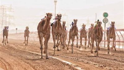 ختام فعاليات مهرجان سباق الهجن بشرم الشيخ