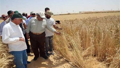 وزير الزراعة يفتتح موسم حصاد القمح بمشروع غرب غرب المنيا