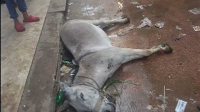 مياه الصرف تصعق حماراً.. ونجاة عربجي بدار السلام (صور)