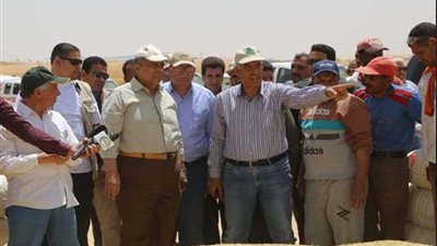 مصر تبدأ موسم حصاد الذهب الأصفر