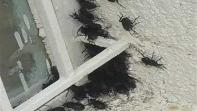 محطة البحوث الزراعية تؤكد: الخنافس غير سامة ومفيدة للزراعة