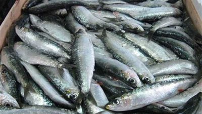 تفاصيل مضبوطات شرطة التموين خلال 24 ساعة