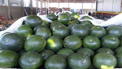 الحكومة تنفي ما تردد حول انتشار بطيخ أبيض من الداخل ومسرطن بالأسواق