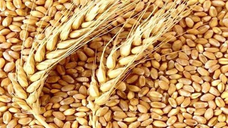 توريد 10780 طن قمح