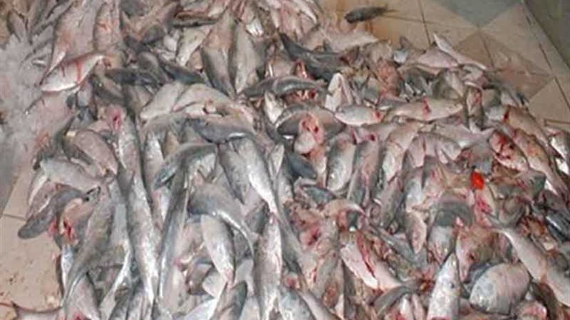 ضبط 650 كيلو سمك
