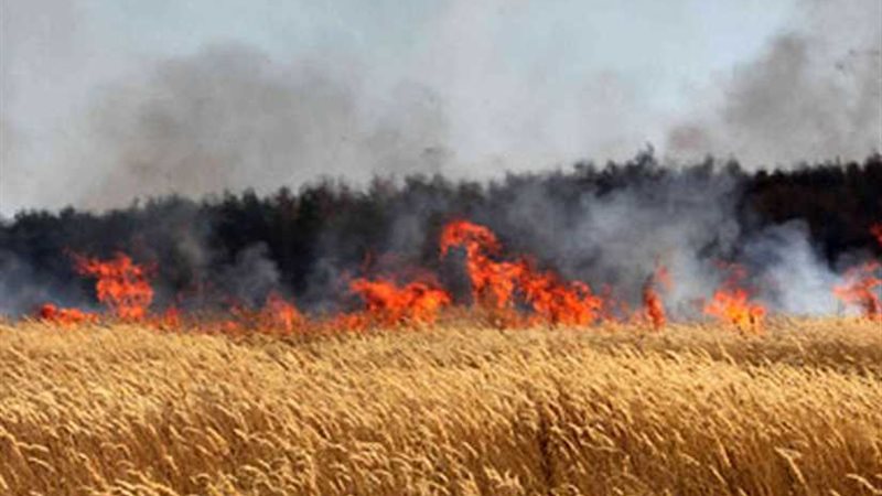 حريق محصول القمح