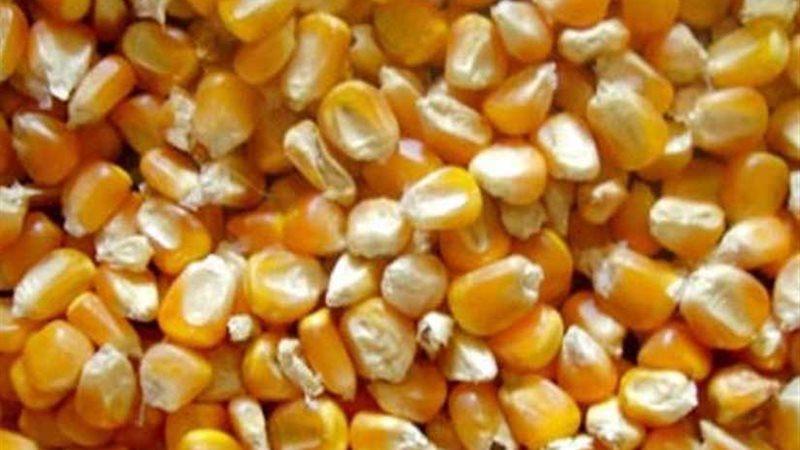 وصول 144 ألف طن قمح