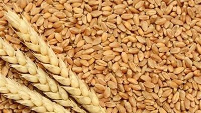 توريد 34 ألف طن قمح بشون وصوامع القليوبية