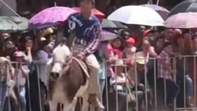 المكسيك تقيم مهرجان عيد الحمير (فيديو)