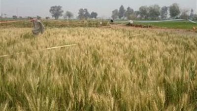 توريد 75 ألف طن من القمح لشون وصوامع المنيا