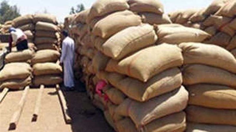 المنيا توٌرد 66 ألف