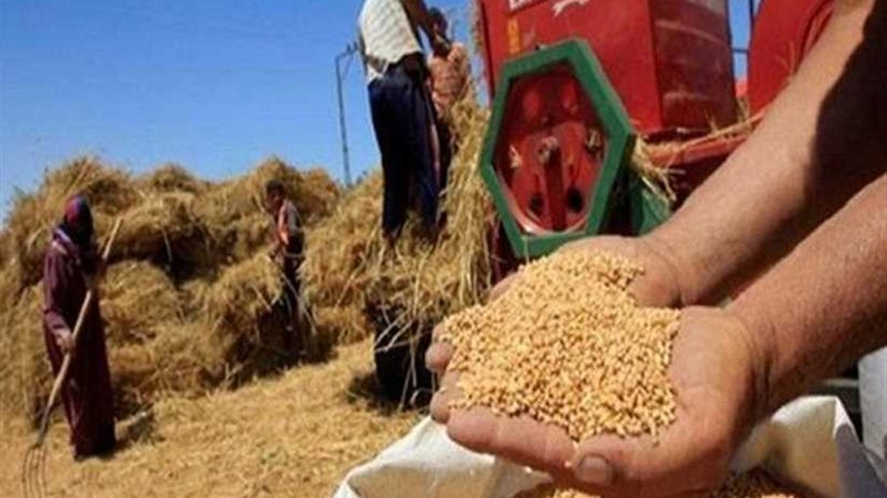 توريد 49 ألف طن قمح