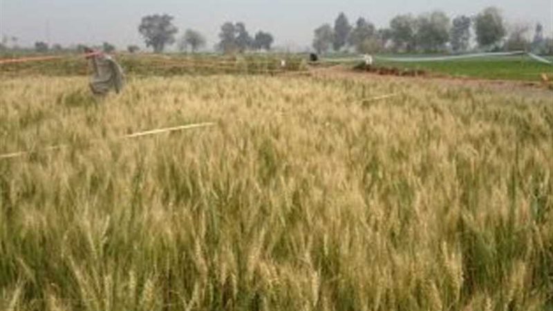 توريد 75 ألف طن من