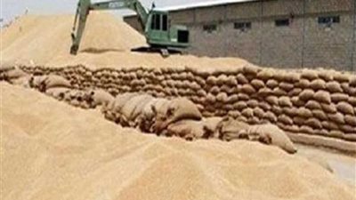 زراعة الدقهلية: توريد87 ألفا و902 طن قمح إلى الشون والصوامع