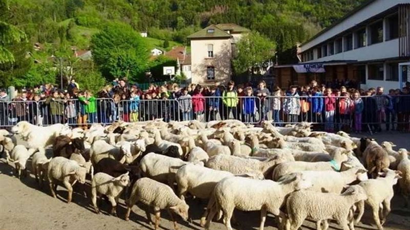 تسجيل 15 خروفا في