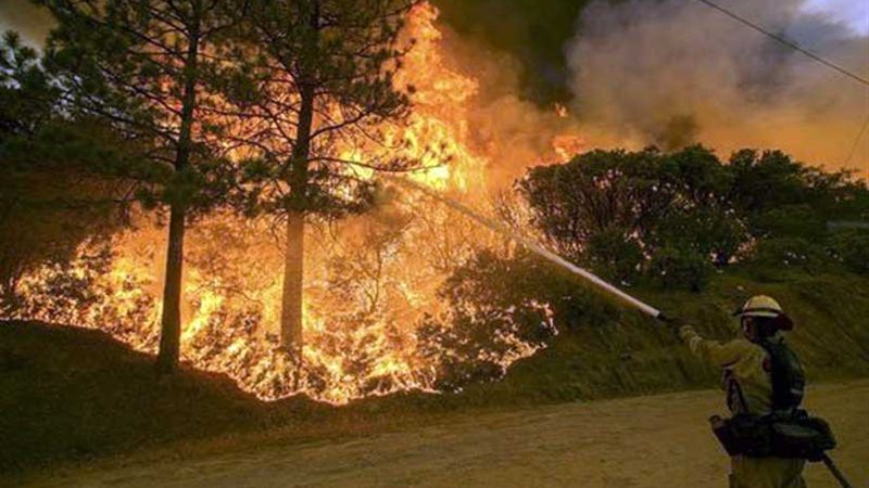 حرائق الغابات تلتهم