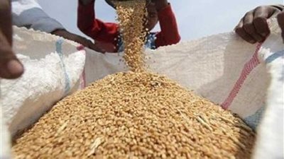 توريد 126 ألف طن قمح وحصاد 236 ألف فدان بالبحيرة