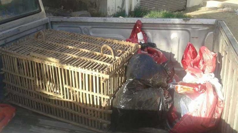 اعدام 13 طائرًا تحمل