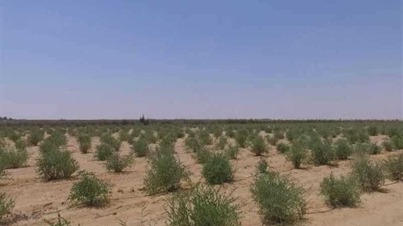 7 مليارات جنيه استثمارات