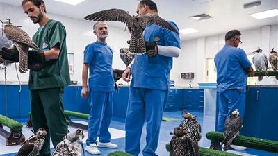 مستشفى للصقور بأبوظبي