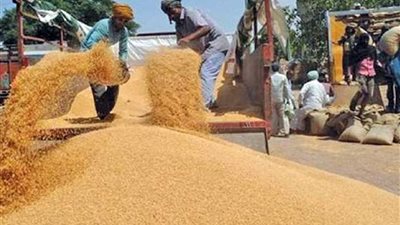 التموين تعلن توريد 2.2 مليون طن قمح محلى حتى الآن