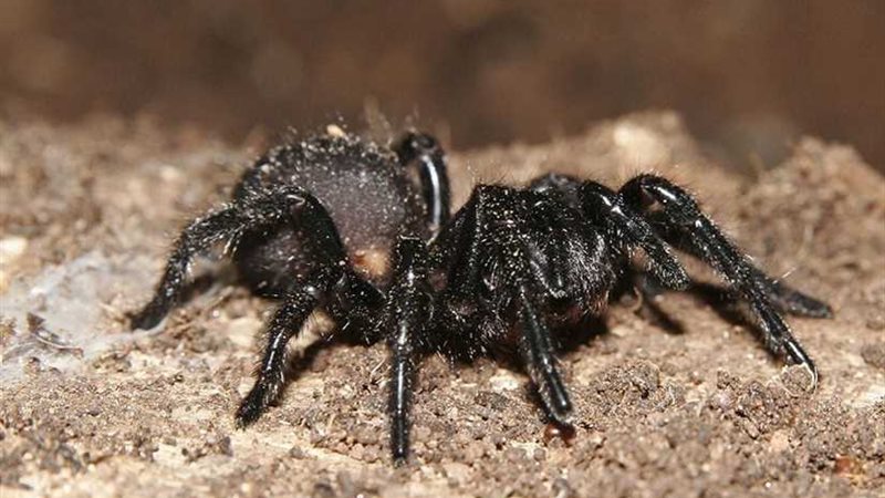 أخطر عناكب الأرض