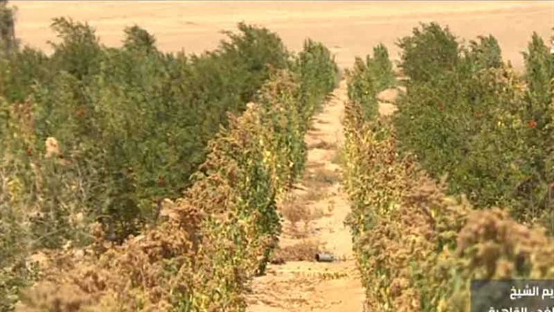 شاهد.. خطة وزارة