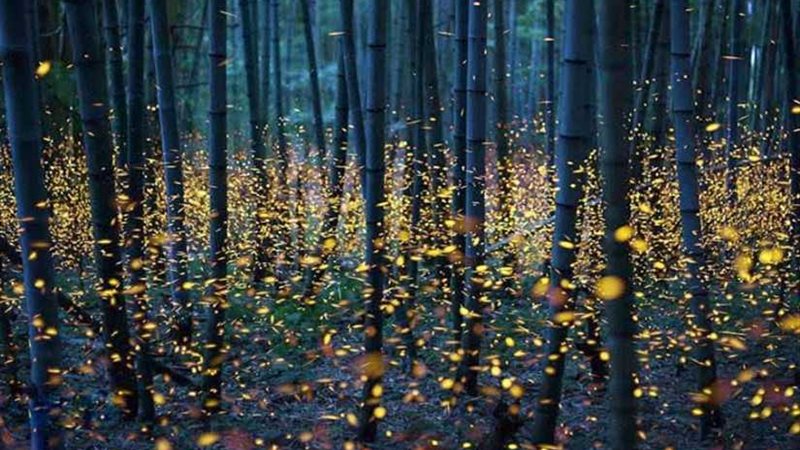 بالصور.. الفراشات