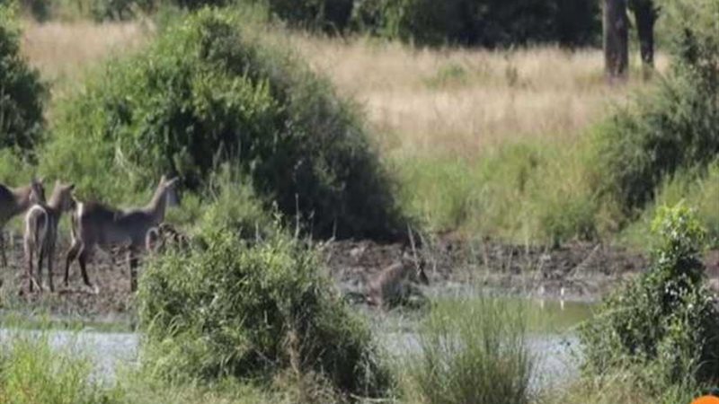 غزال يفلت من بين