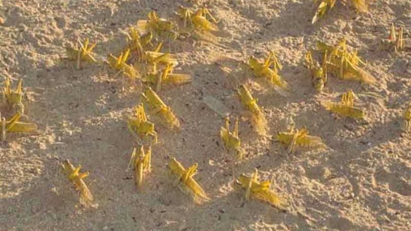 محافظ أسوان يوجه