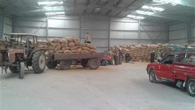 استمرار استلام القمح من المزارعين والموردين بالشون والصوامع وتوريد 130 ألف طن.. (صور)