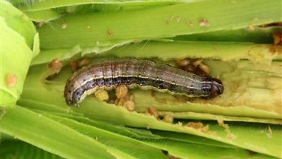 تعرف على كيفية التعامل مع 