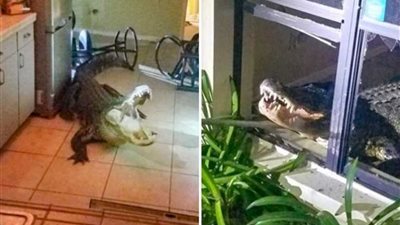 التمساح حطم الشباك ودخل المنزل (صور)