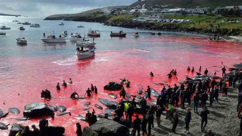 مذبحة على الشاطئ