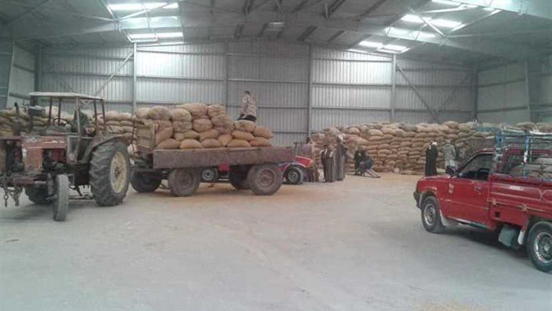 استمرار استلام القمح