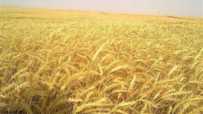 الوادي الجديد تعلن نجاح زراعة القمح بمياه الصرف الزراعي