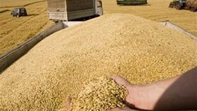 توريد 156 ألفا و739 طن قمح لصوامع وشوّن محافظة قنا