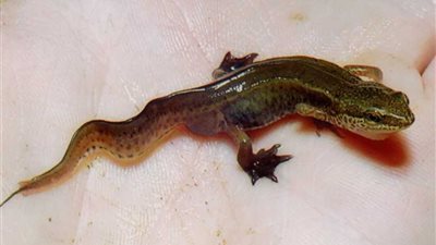دراسة: السلمندر المائي قد يساعد على سرعة التئام الجروح