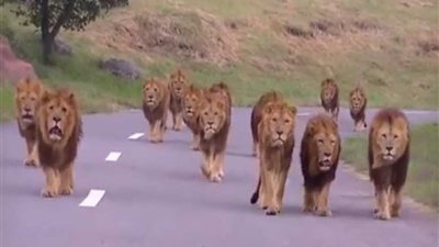 هروب 14أسداً من حديقة حيوان بجنوب إفريقياً