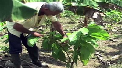 مخدر يزرعه الأمريكان ويهدد الأوروبيين