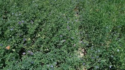 نجاح تجربة زراعة البرسيم الحجازي تحت ظروف محافظة شمال سيناء