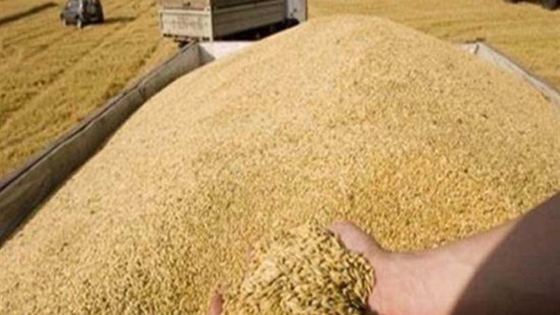 شون وصوامع المنيا