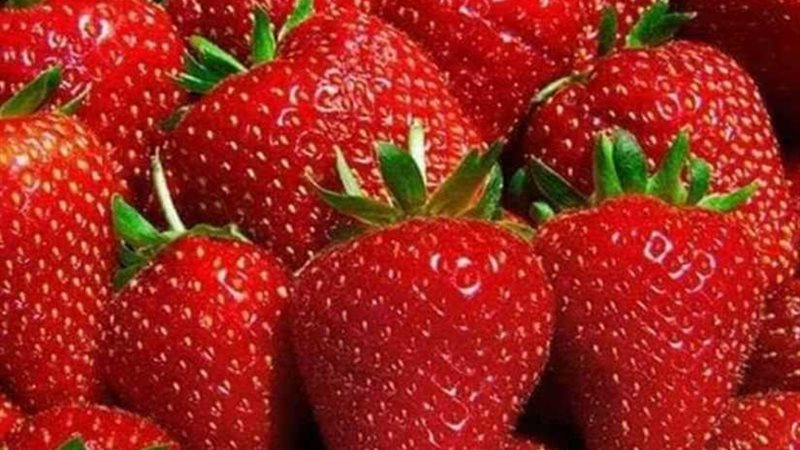 ٤٩٥ مليون دولار صادرات