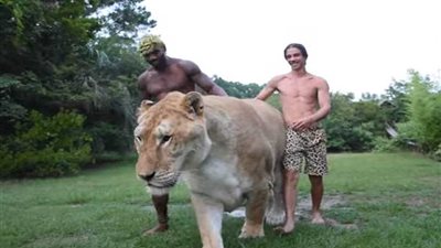 أضخم قط في العالم.. نصف نمر ونصف أسد 