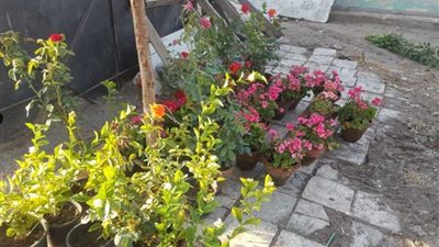 دمنهور تتجمل بسواعد أبنائها.. رفع كفاءة المدينة وتحويل مقالب القمامة معارض لبيع الزهور (صور)