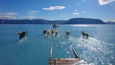 كلاب تمشي على الماء.. صورة 